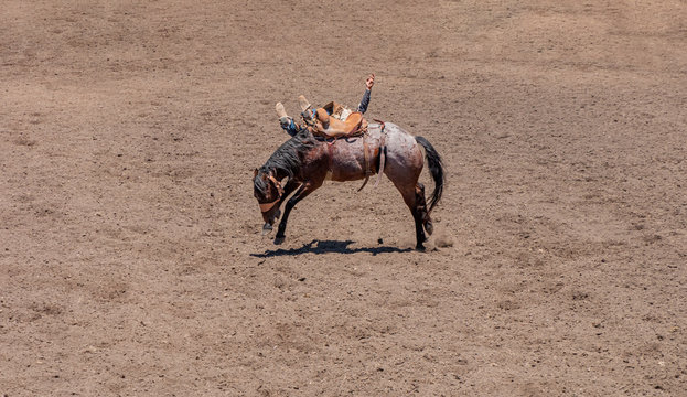 Bronco Riding at the rodeo, A cowboy is trying to ride a bucking bronco. He is falling off to the opposite side of the horse. Only his hands and boots are seen.