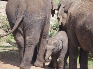 Fototapeta premium A baby elephant rubs itself against two adult elephants 