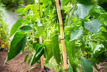 Plants of Italian green peppers, Capsicum annuum, with the fruit still unripe, in the branch of its plant without collecting.