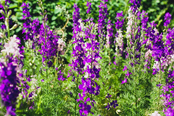 Garden with freshly Delphinium flower