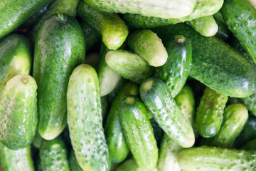 Fresh green young cucumbers