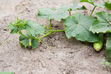 The leaves and fruits of cucumber grow in the garden