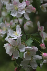 blooming apple tree