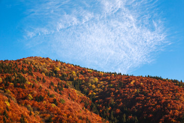 Autumn mountains covered with colored forests of yellowed trees on blue sky at sunset