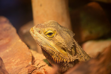 Bearded Dragon Close Up Face