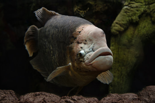 Giant Gourami Fish Swimming