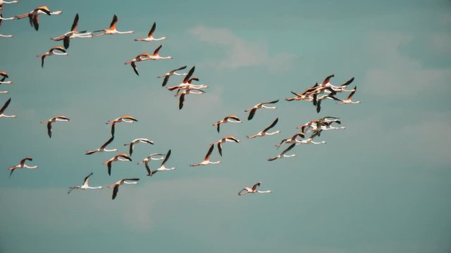 Isolated wild pink flamingoes flying in blue sky, slow motion cinematic