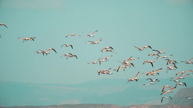 Wild greater flamingo flock flying in unison against blue sky, Spain