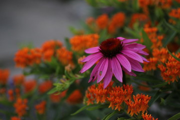 purple and orange flowers