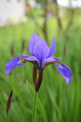 Kwitnące irysy © Anna