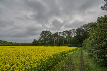 Oilseed Rape Fields