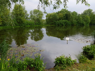 Idyllic little pond, amply surrounded by vegetation, trees, reeds, water lilies, aquatic plants, a...