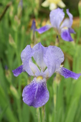 Kwitnące irysy © Anna