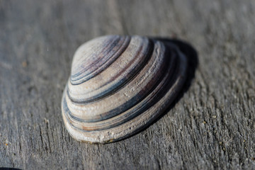 Fototapeta na wymiar sea shell