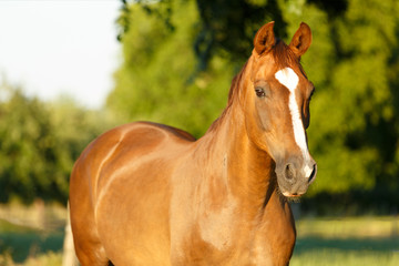 Obraz premium Pferdeportrait auf der Weide