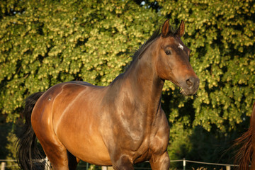 Fototapeta premium Pferd läuft auf der Weide