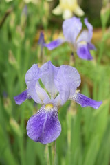 Kwitnące irysy © Anna