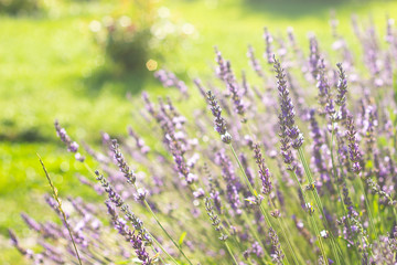 Obraz na płótnie Canvas Lavender flowers at sunlight in a soft focus, pastel colors and blur background. Violet lavande field in Provence with place for text on the top left corner.