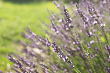 Fototapeta premium Lavender flowers at sunlight in a soft focus, pastel colors and blur background. Violet lavande field in Provence with place for text on the top left corner.
