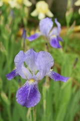 Kwitnące irysy © Anna