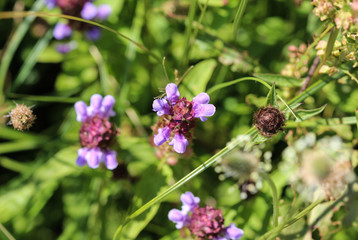 Prunella vulgaris flower, known as common self heal, heal all, woundwort, heart of the earth, carpenters herb, brownwort and blue curls