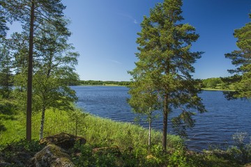 Gorgeous view on lake through tall trees. Gorgeous nature landscape background. Sweden, Europe.	