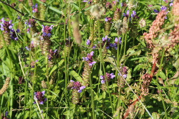 Prunella vulgaris flower, known as common self heal, heal all, woundwort, heart of the earth, carpenters herb, brownwort and blue curls