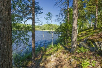 Gorgeous nature landscape view of lake with green tall trees on blue sky background. Sweden, Europe. Beautiful backgrounds.	