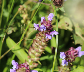 Prunella vulgaris flower, known as common self heal, heal all, woundwort, heart of the earth, carpenters herb, brownwort and blue curls