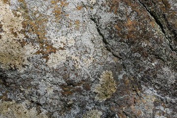 Beautiful close up view of part of gray stone overgrown with green moss. Beautiful nature backgrounds.	