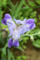 Kwitnące irysy © Anna