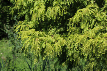 Taxodium distichum (bald cypress) is a deciduous conifer