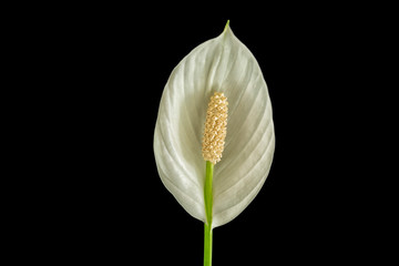 Peace Lilly Flower Up Close