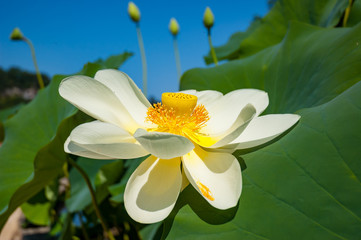 White Lotus flower on a field 