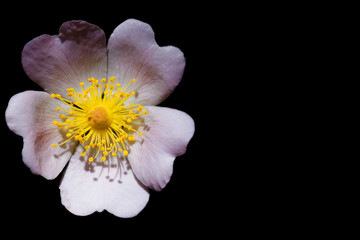 Fototapeta na wymiar Smallflower sweetbrier flower isolated on black