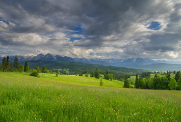 spring green mountain meadow, panorama of the mountains