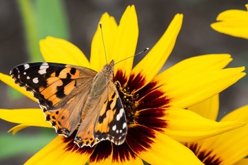 Butterfly Vanessa cardui sits on a yellow flower