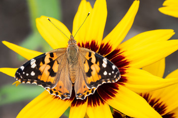 Butterfly Vanessa cardui sits on a yellow flower