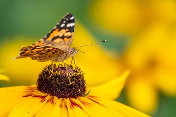 Butterfly Vanessa cardui sits on a yellow flower and drinks nectar with its proboscis.