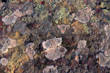 texture of stone with mold, fungus.
