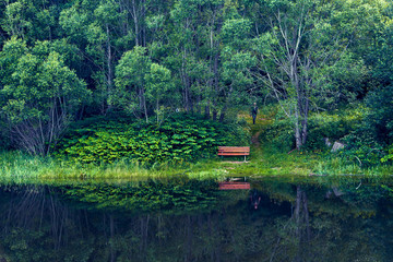 Fototapeta na wymiar forest on the lake with reflection in the water
