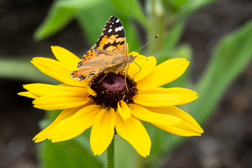 Butterfly Vanessa cardui sits on a yellow flower and drinks nectar with its proboscis.