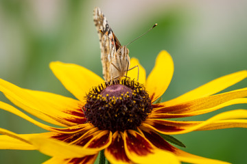 Butterfly Vanessa cardui sits on a yellow flower and drinks nectar with its proboscis.