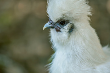 Pretty  Silkie Chicken Friend