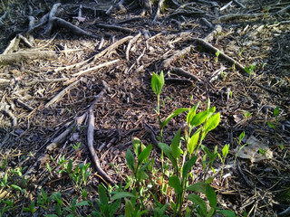 ground and tree roots in the forest