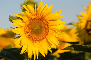 Fototapeta premium Sunflower petals. Sunflower closeup details.Beautiful sunflowers with morning light in the field, soft green leaves and blue sky background.