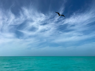 Female Frigatebird soaring in the sky above aqua colored ocean