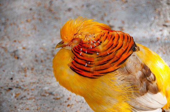 Yellow Pheasant Bird With Its Eyes Closed  