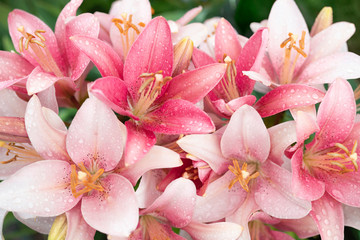 bouquet of pink lilies in the green garden after the rain