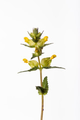 Yellow Rattle - Rhinanthus minor
